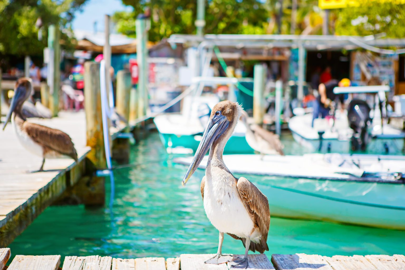 Best Places To Stay In Florida Keys For Families