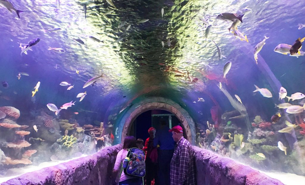 6 of the Best Aquariums in New York The Family Vacation Guide