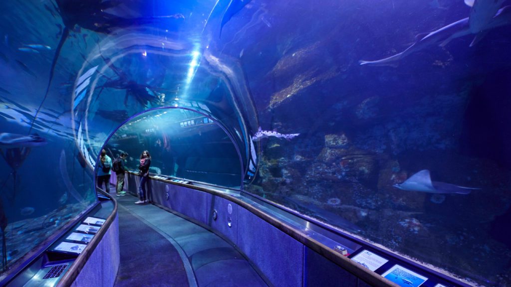 10 of the Best Aquariums in the Midwest - The Family Vacation Guide